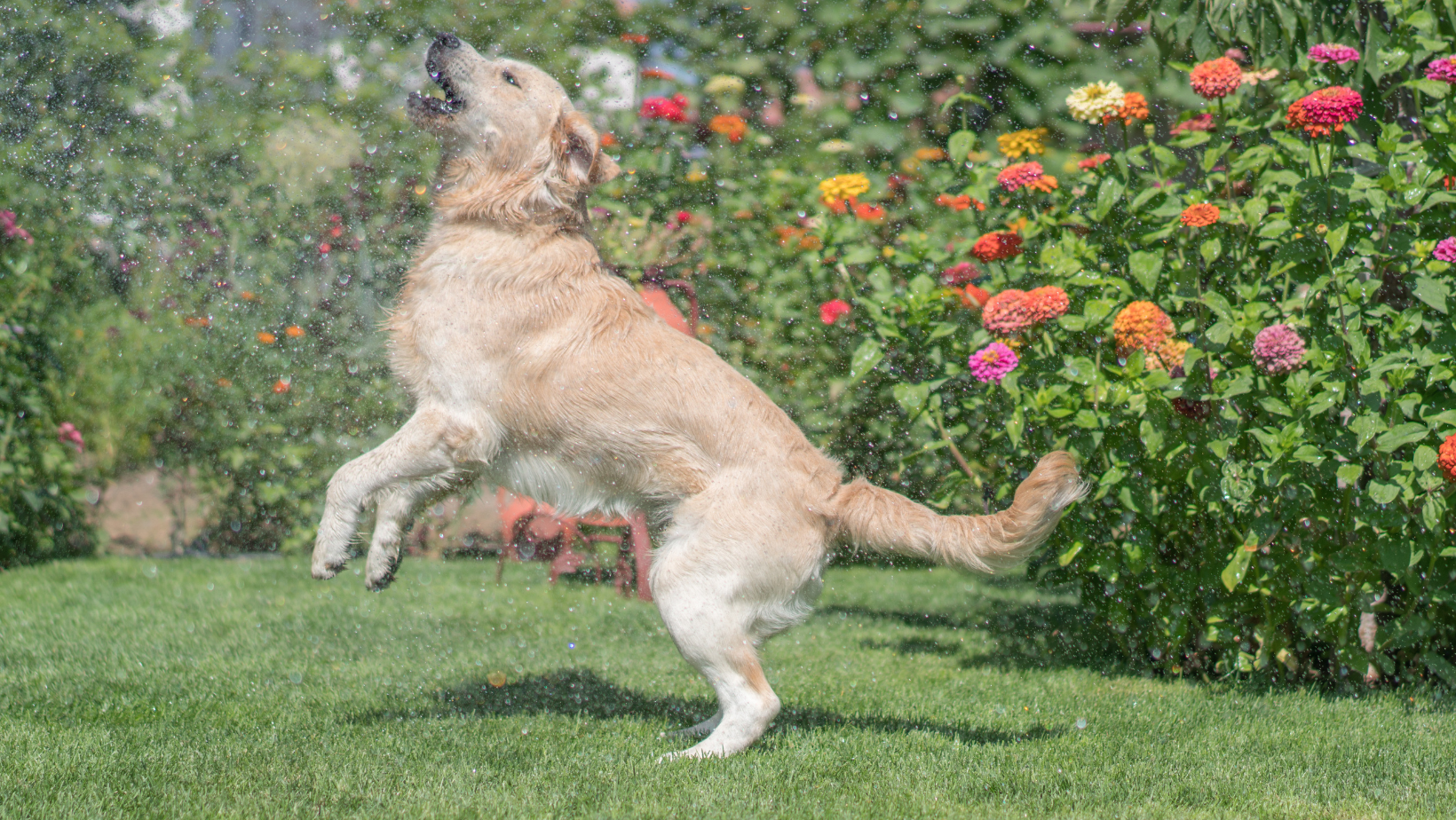 An image featuring a dog enjoying refreshing activities like swimming or playing with water toys, accompanied by the title 'Cool Pet Tips for the Dog Days of Summer', providing valuable advice and ideas to help pet owners keep their furry friends comfortable and safe during hot summer days.