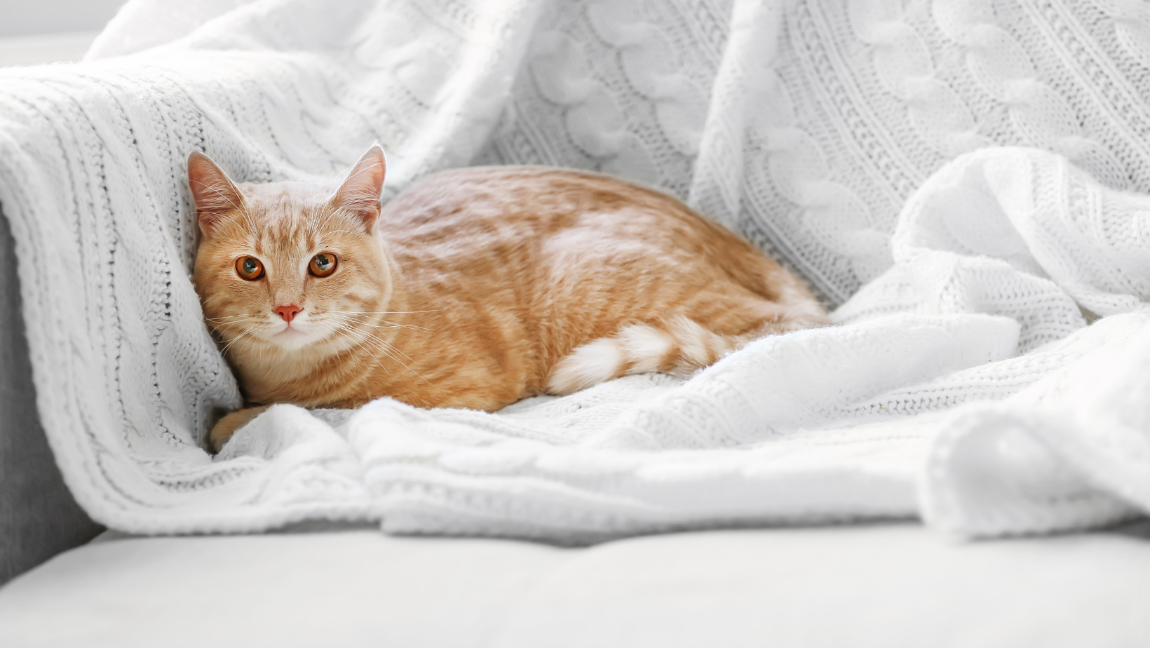 An image depicting a cat exploring a new home environment, accompanied by the title 'Tips for Moving to a New Home With a Cat', offering practical advice and guidance for pet owners navigating the process of relocating with their feline companions.