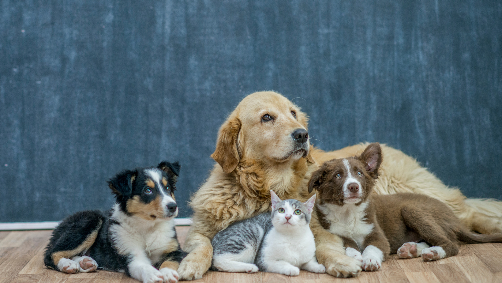 Heartwarming Pet Adoption Success Stories | Pet Adoption Success Stories | Pet Adoption | Pets care | Pets House | Pets Home | Pets Safety | Dogs | Cats | Dog and Cat | Puppy | Senior Pets
