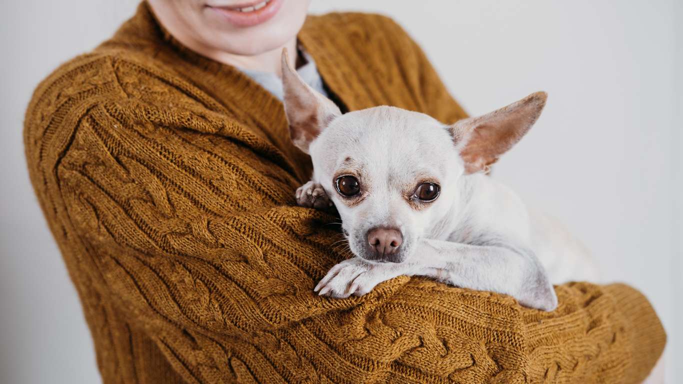 An image capturing the joyous moment of a person embracing a newly adopted dog, conveying the title 'Adopting a Dog' and symbolizing the start of a loving journey between pet and owner.