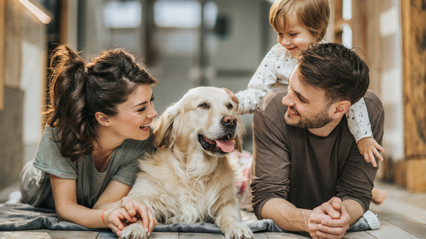 An image illustrating a variety of adorable shelter or rescue dogs awaiting adoption, accompanied by the title 'How to Find the Perfect Shelter or Rescue Dog for Your Family', offering valuable insights and considerations for prospective pet owners seeking to welcome a new furry friend into their home.