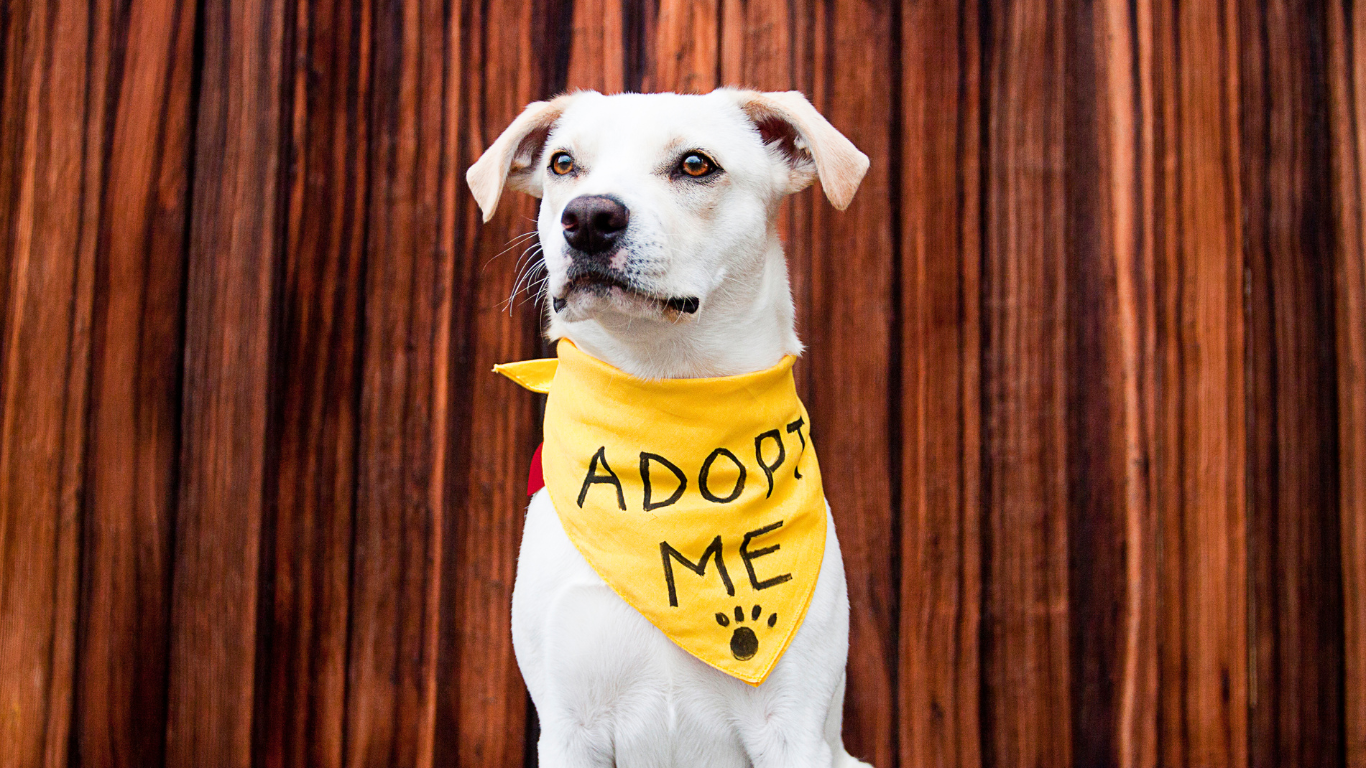 An image capturing the heartwarming moment of a rescued dog happily settling into its forever home, accompanied by the title 'From Rescue to Forever Home: The Joy of Adopting Dogs', symbolizing the transformative journey of adoption and the joy it brings to both pets and their new families.
