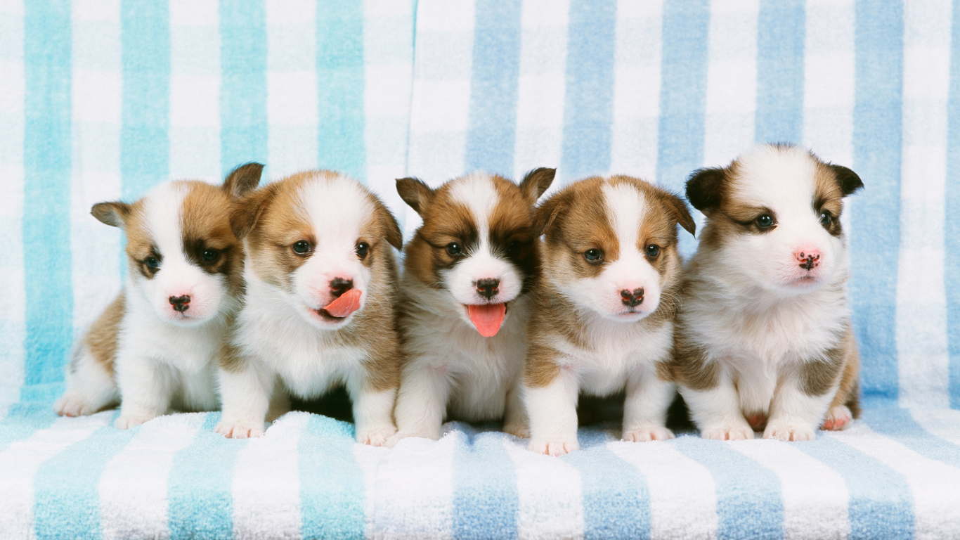 Checklist for preparing your home for a new puppy adoption