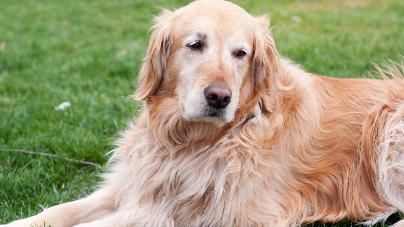 An image depicting a senior dog receiving affectionate attention from its owner, with the title 'Ageless Love: Why Senior Dogs Deserve Your Attention', highlighting the importance of recognizing and cherishing the enduring bonds and unique qualities of older canine companions.