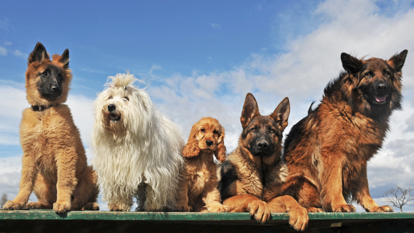 An image illustrating dogs of various sizes, from small to large breeds, accompanied by the title 'Choosing the Right Size Dog: Small, Medium, or Large?', aiding pet owners in selecting the ideal canine companion based on their lifestyle, living space, and preferences.