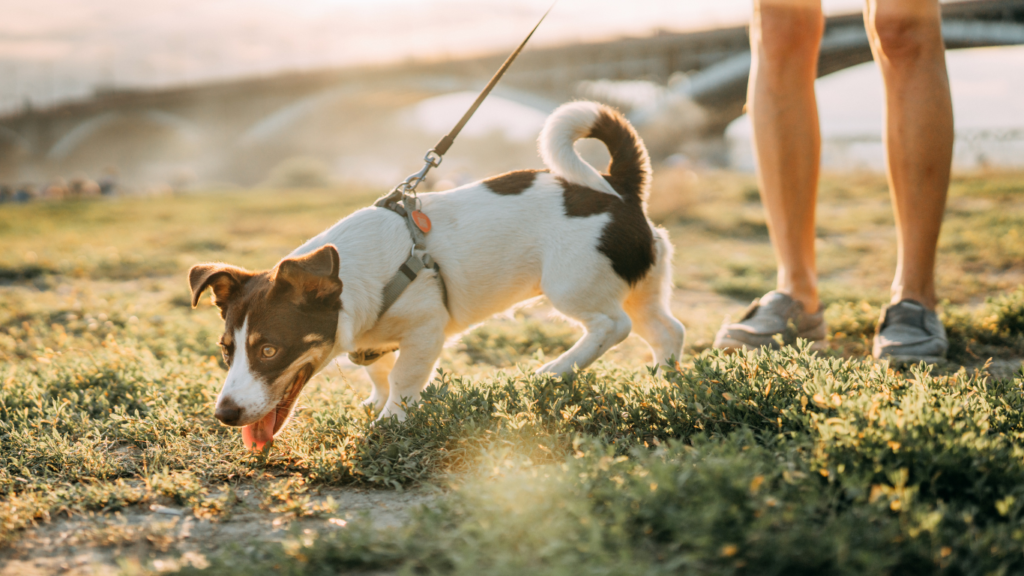 Seasonal Pet Safety Tips | Pet Safety Tips | Dog | Dog Walking | Dog Outdoor  | Dog Outing | Dog With Women | Dog Summer Care | Dog Care | Dog Food | Dog Safety | Dog Health | Nature | Dog Photo 