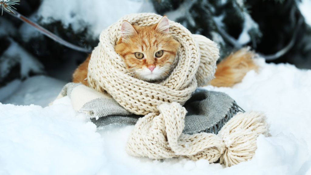 Seasonal Pet Safety Tip | Cat | Cat Safety | Cat Care | winter | Winter Safety Tips | Pets Winter Safety Tips | Cold Weather | Cat With Blanket | Cat outdoor Walk