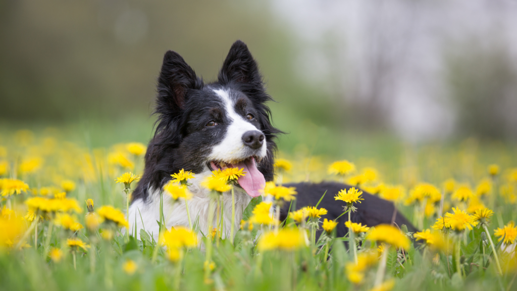 Seasonal Pet Safety Tips | Pet Safety Tips | Pets Spring Safety Tips | Spring Safety Tips | Toxic Plants | Pets Toxic Plants | Nature | Pets Safety | Pets Care | Allergy | Allergies in Pets