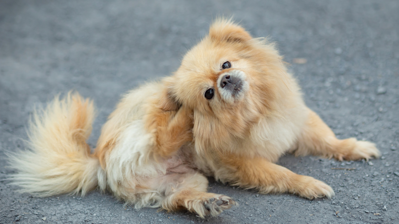 An image featuring a dog scratching itself with a distressed expression, alongside the title 'How You Can Help Your Itchy Pup This Allergy Season', suggesting strategies and remedies to alleviate discomfort and support dogs suffering from allergies.