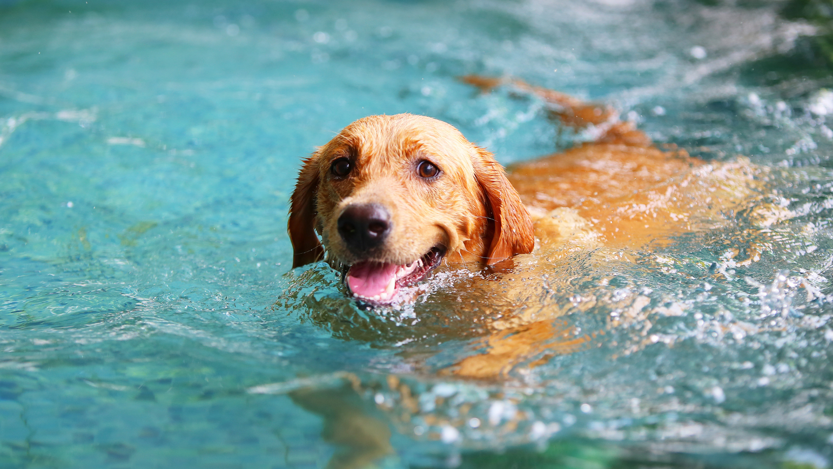 An image featuring a swimming pool with a dog cautiously peering into the water, accompanied by the title 'Is The Swimming Pool Safe For Your Pets?', prompting pet owners to consider the safety implications of allowing their pets near pools and providing guidance on ensuring a safe swimming environment for their furry companions.