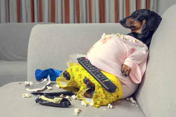 Protecting your pets from holiday food hazards.