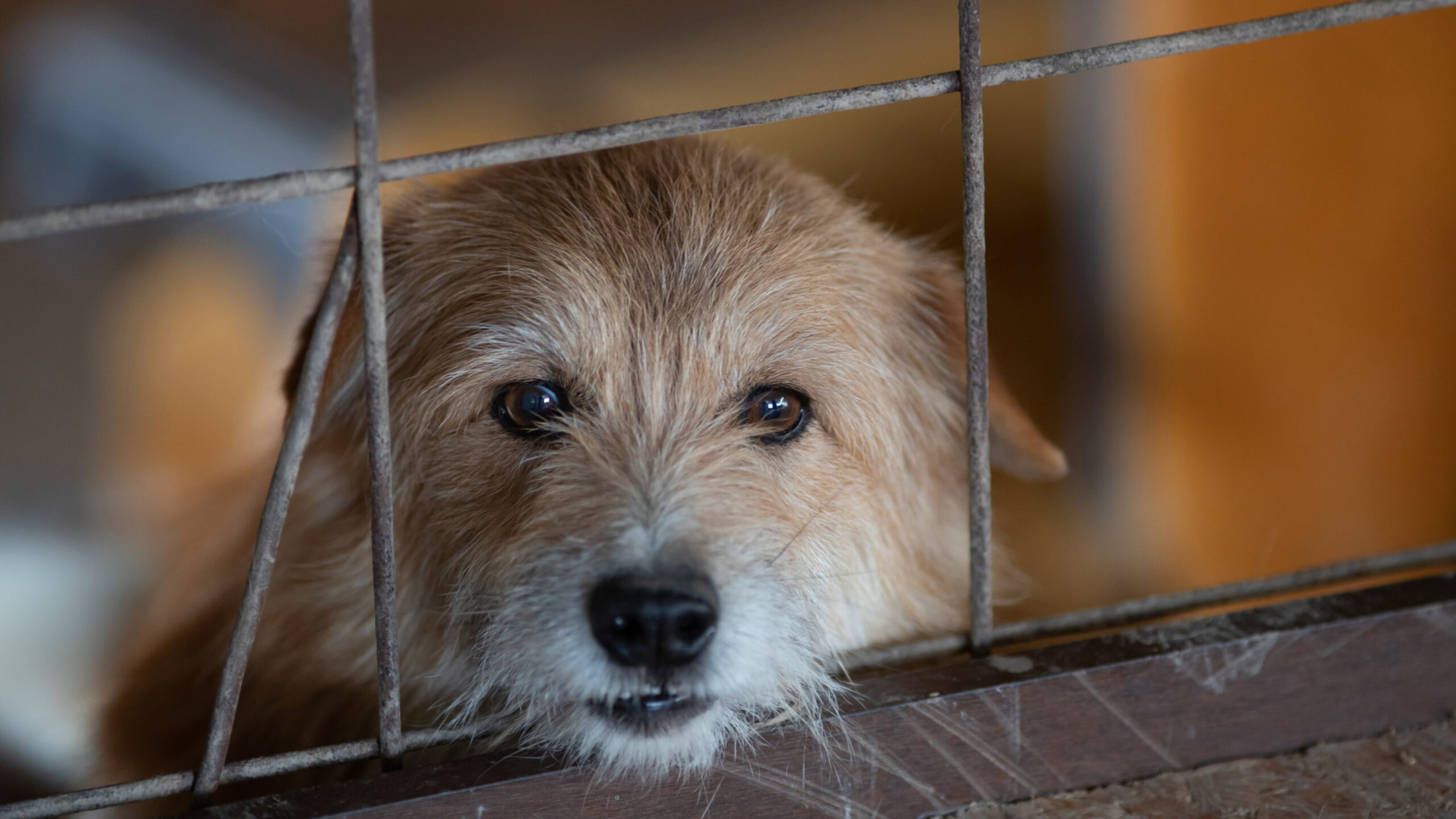An image featuring shelter dogs engaging in various enrichment activities such as playing with toys, interacting with volunteers, and exploring agility equipment, alongside the title 'Enrichment Activities for Shelter Dogs: Keeping Their Minds and Bodies Active', emphasizing the importance of mental and physical stimulation for dogs awaiting adoption.