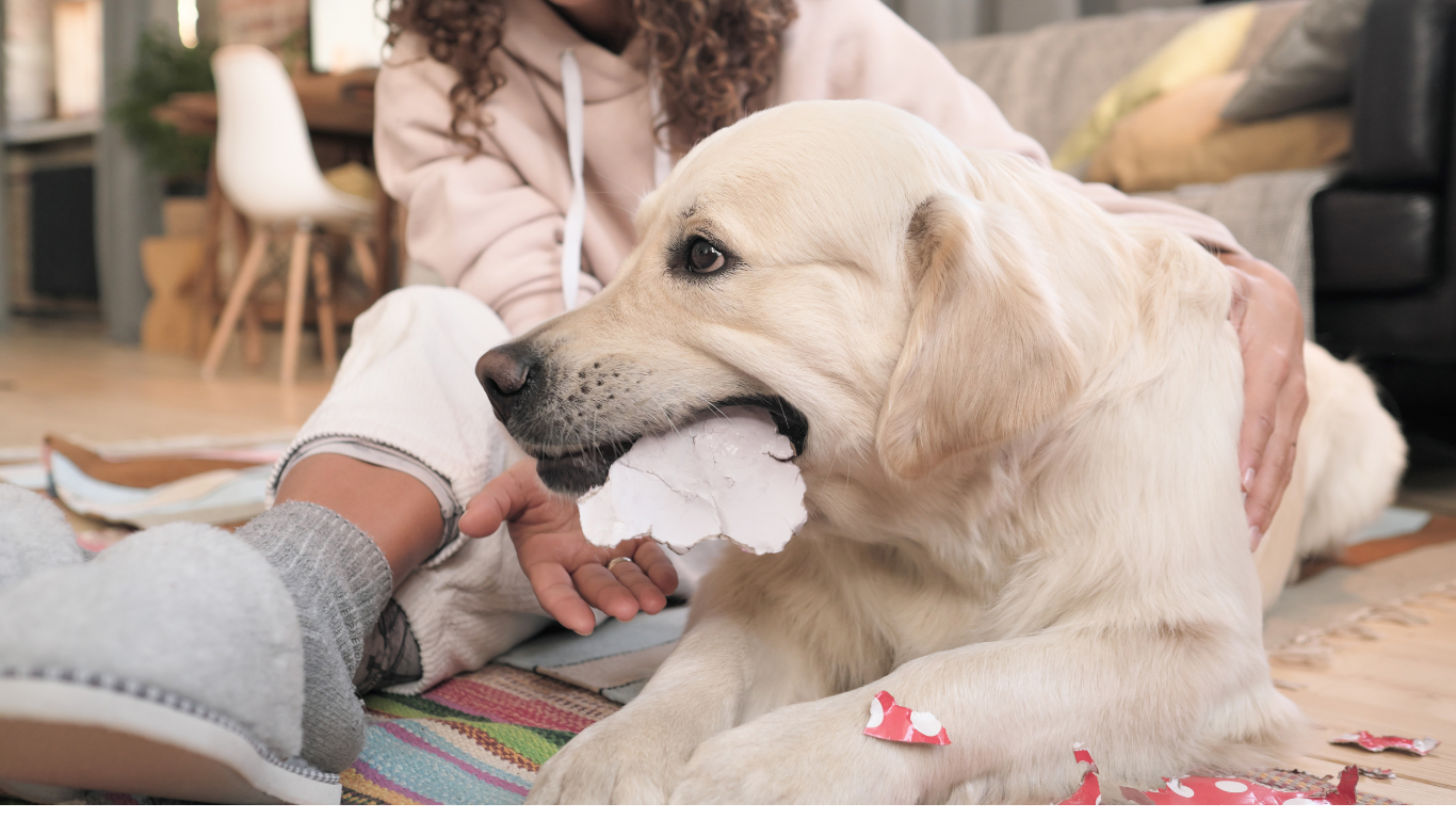 An image depicting a smooth and calm interaction between a new dog and existing pets in a home setting, accompanied by the title 'How to Introduce Your New Dog to Existing Pets at Home', offering valuable insights and strategies for pet owners to facilitate a harmonious integration process.