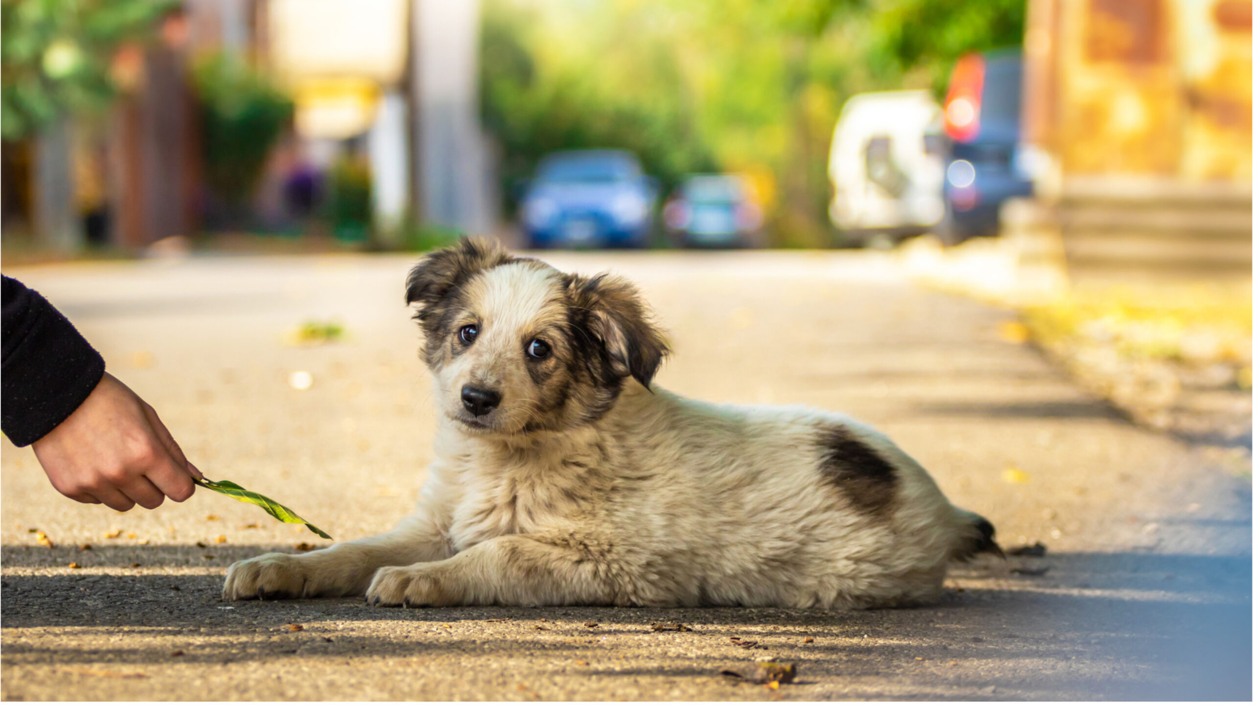 An image featuring a variety of shelter dogs with different expressions and body language, alongside the title 'Understanding Behavioral Issues in Shelter Dogs and How to Address Them. highlighting the importance of recognizing and managing behavioral challenges in shelter dogs for successful adoption and care.