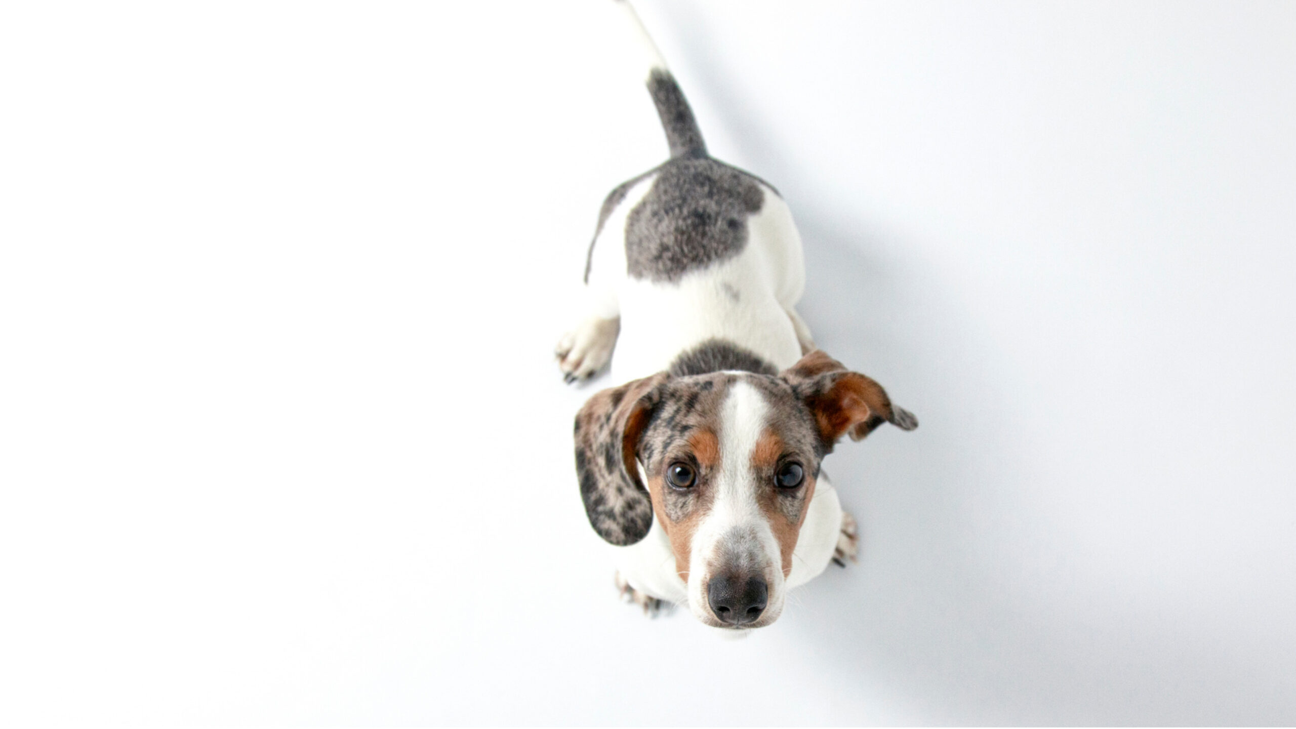 An image of a happy newly adopted dog receiving a check-up at the veterinarian's office, with the suggesting considerations and tips for ensuring the well-being of recently adopted canine companions.
