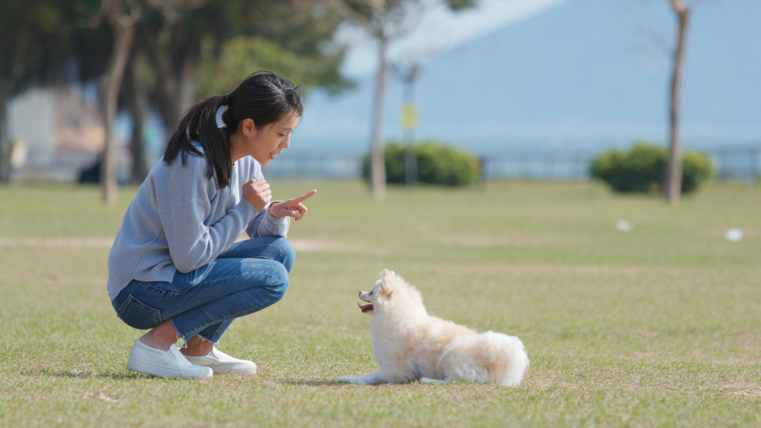 An image featuring a collection of dog training tools such as treats, clickers, and leashes, with the title 'Training Tips for Newly Adopted Dogs: From Basic Commands to Advanced Skills', offering guidance and support for pet owners in nurturing a strong bond and teaching essential skills to their newly adopted canine companions.