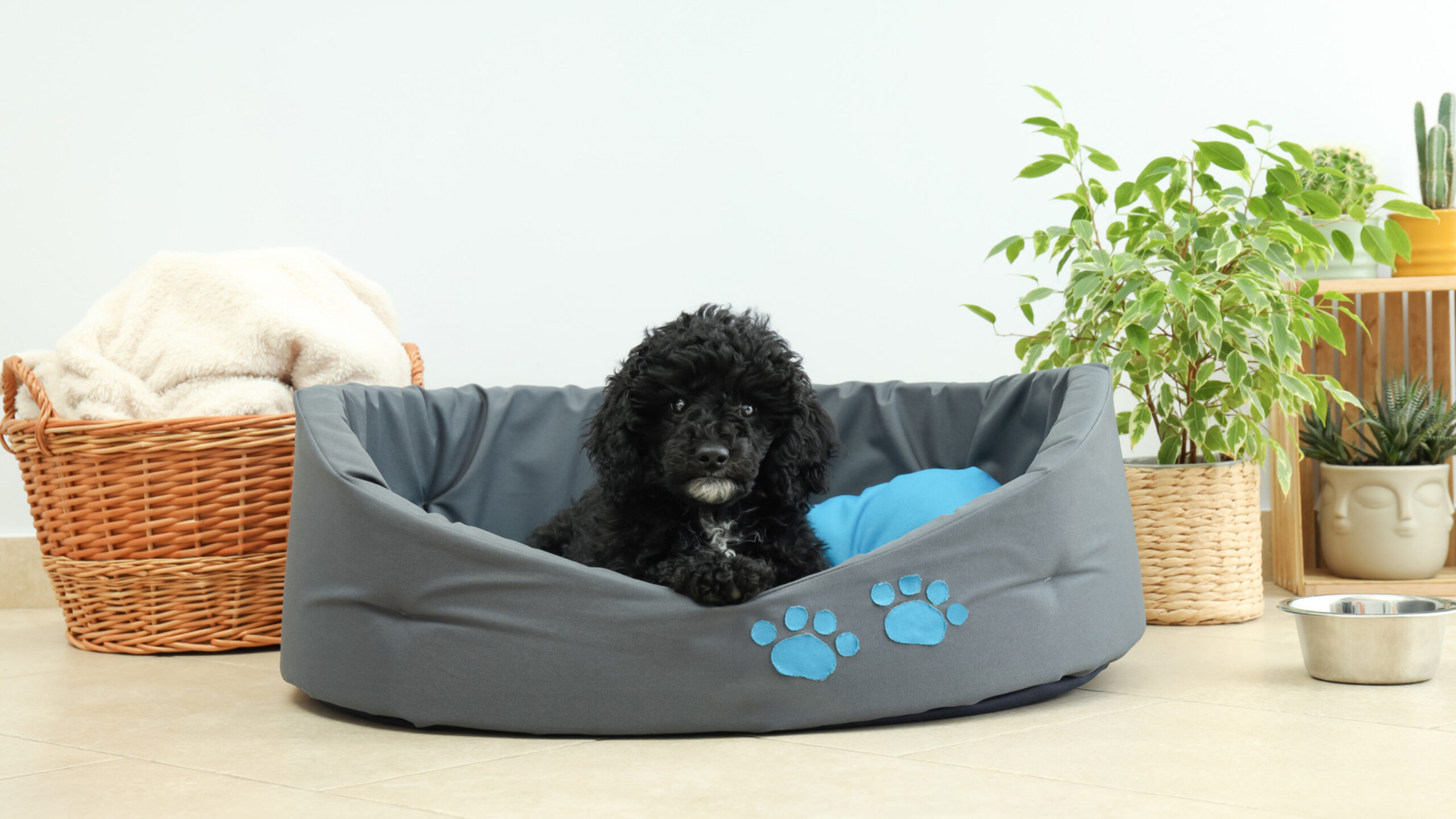 An image showcasing a special needs dog being lovingly cared for by its owner, surrounded by supportive equipment such as a wheelchair or ramps, alongside the title 'Caring for a Special Needs Dog: Tips and Considerations', offering insights and guidance for pet owners providing exceptional care to their furry companions with unique needs