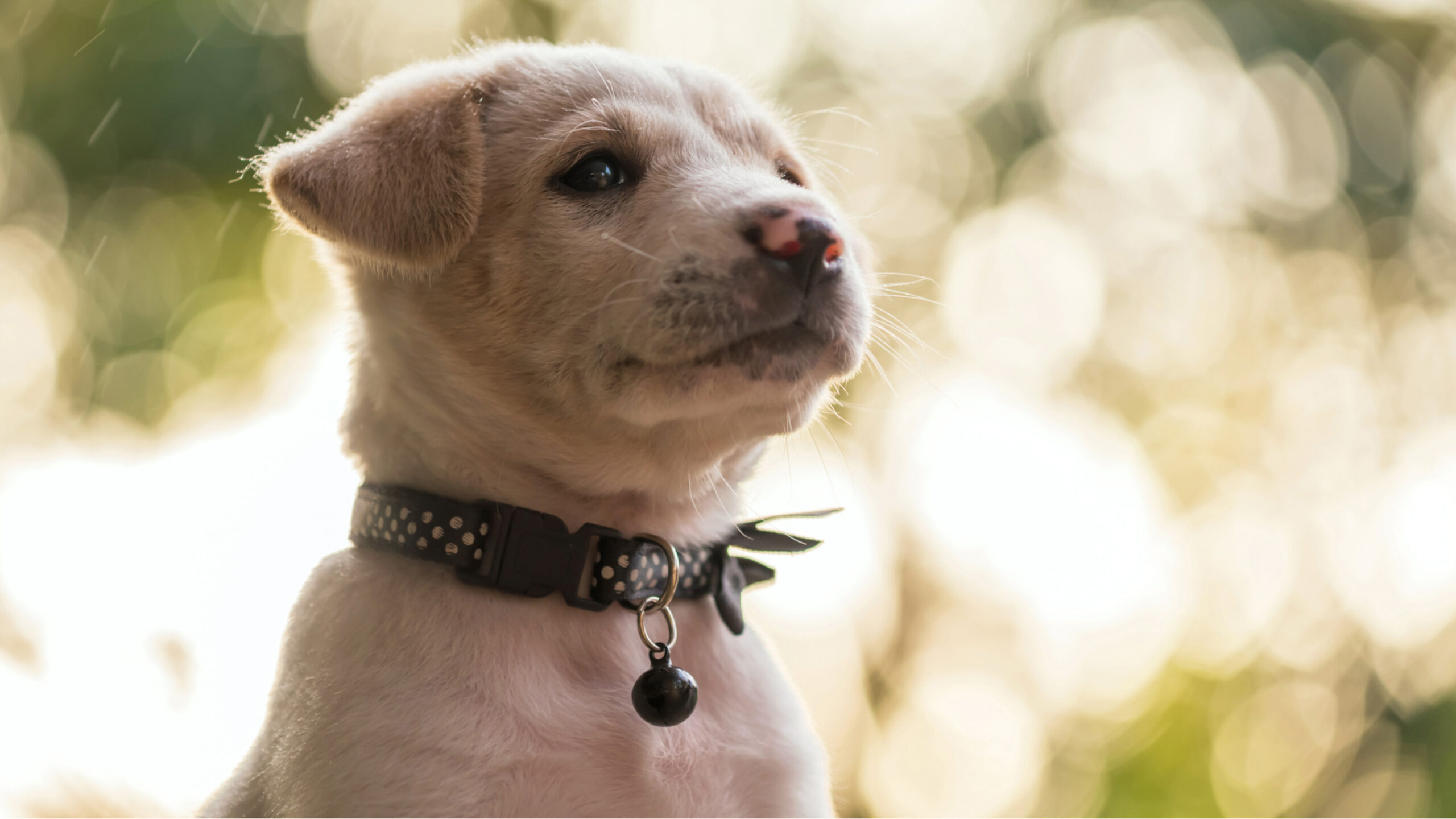 An image featuring two dogs, one purebred and one mixed breed, alongside the title 'The Pros and Cons of Adopting a Mixed Breed Dog', illustrating the various considerations and factors involved in choosing to adopt a mixed breed canine companion.