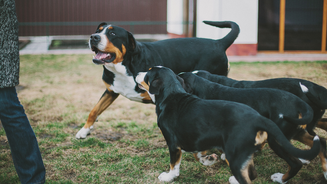 Dog mom and puppies communicate to human  | Petocare