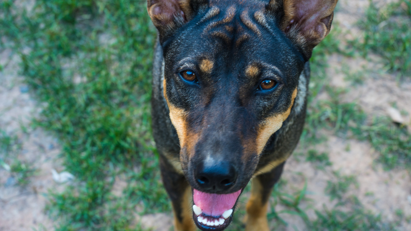 Approaching a dog | Petocare
