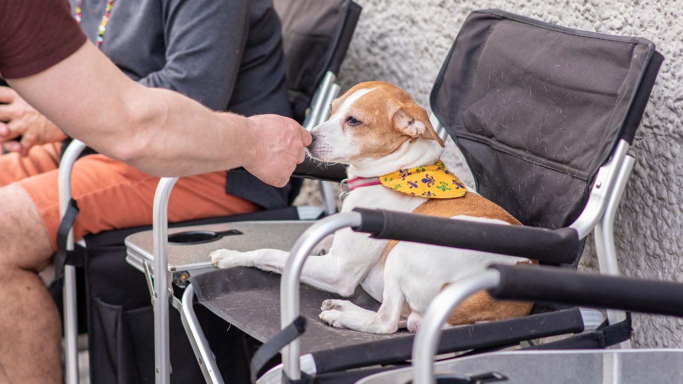 Men approach dog to connect | Petocare