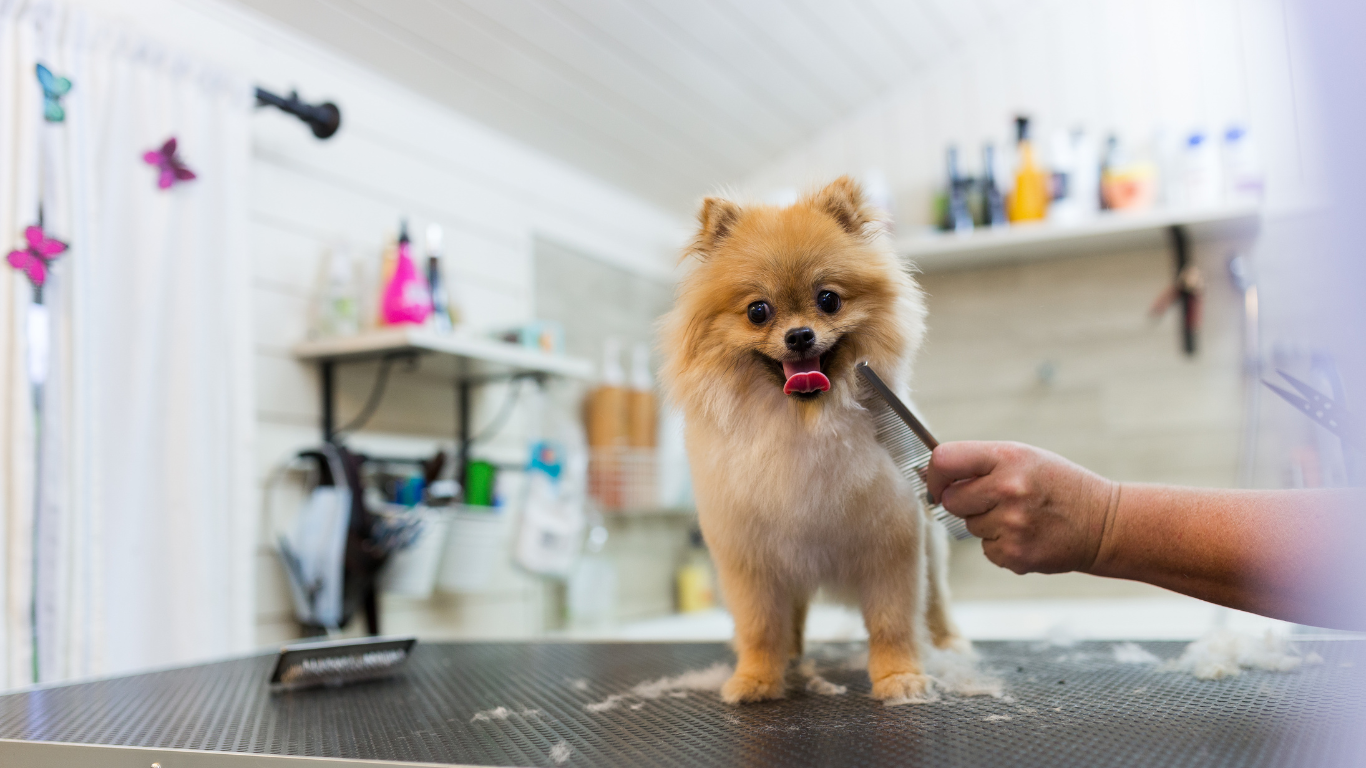 An image showcasing the ChumChum pet hair removal tool in action, with the title 'Say Goodbye to Pet Hair Woes with ChumChum - Your Ultimate Pet Hair Removal Solution', highlighting a convenient solution for pet owners to tackle pet hair cleanup effortlessly.