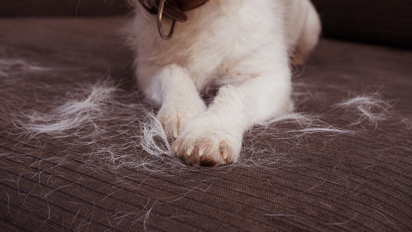 An image showcasing the Fur Buddy Pro, a pet hair remover tool, with the title 'Introducing Fur Buddy Pro – Your Ultimate Household Pet Hair Remover', highlighting a convenient solution for pet owners to effectively remove pet hair from their homes.