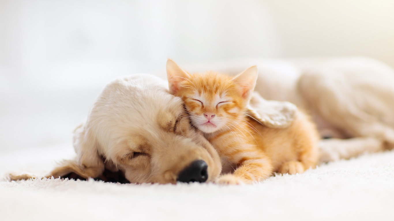 An image featuring a variety of CBD pet products alongside the title 'Discover Wellness for Your Furry Friends with Premium CBD for Pets - A Holistic Approach to Pet Health!', illustrating the availability of holistic solutions for promoting pet wellness and vitality.