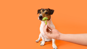 Dog Friendly Vegetables | Dog Eat Vegetables | Dog Eat | Dog Food | Dog Safe Food | Grain Food | Pet Safe Food | Nutrition | Vegetables | Broccoli | Dog Sitting | Dog Eat Broccoli