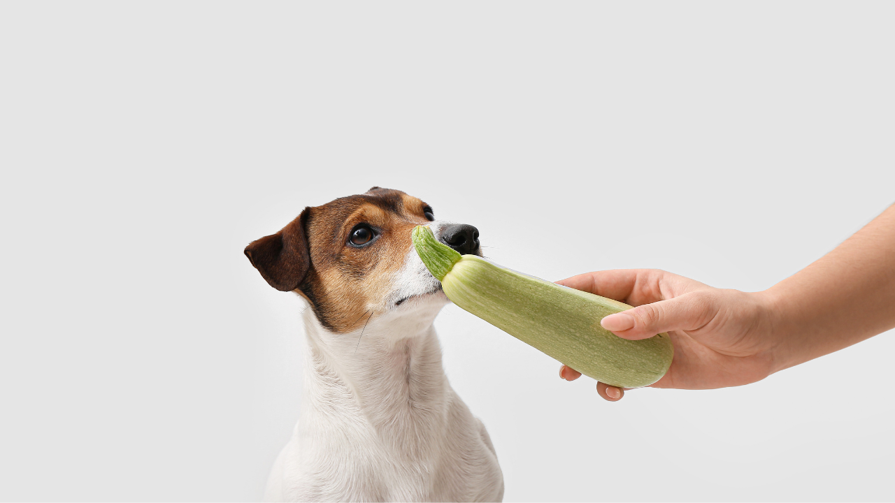 An assortment of colorful vegetables arranged on a wooden surface with a curious dog sniffing them, including zucchini, carrots, green beans, and broccoli, representing the question 'Which Vegetables Are Good For Dogs?