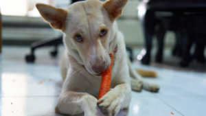 Dog Friendly Vegetables | Vegetables | Dog Eat Carrots | Carrots | Dog Food | Dog Health | Dog Diet | Home | Dog Eat | Pet Wellness 