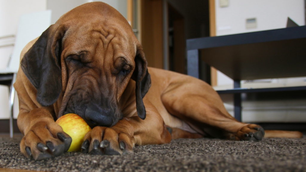 Dogs Eat Apples | Apples | Dog | Dog Eat | Dog Food | Dog Health | Dog Diet | Healthy Food | Nutrition | Dog Sitting