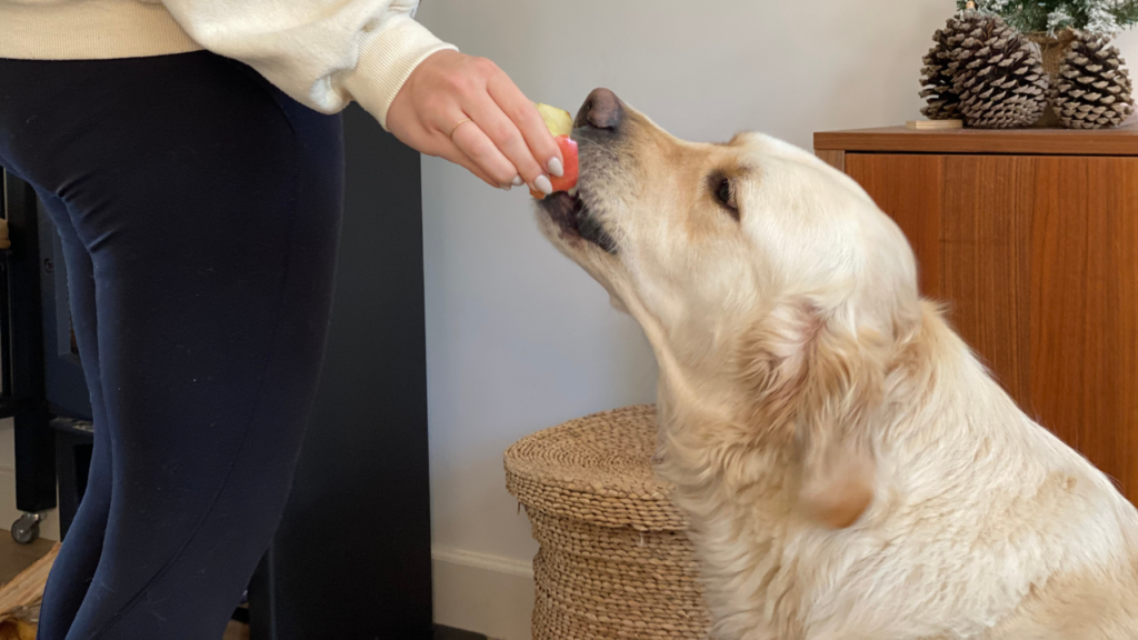 Dogs Eat Apples | Dog | Dog Food | Dog Eat | Apples | Eat Apple | Women | Health Food | Nutrition | Safe Food | Dog safe Food | Pet Safe Food | dog wellness | Dog Diet | Diet | Healthy Food