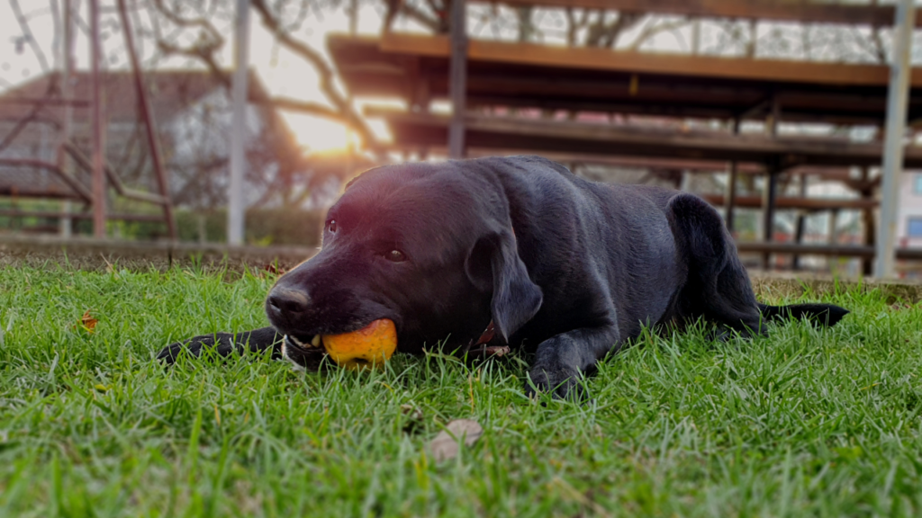 Dogs Eat Apples | Dog Eat | Nature | Dog Safe Food | Dog Wellness | Dog Wellness | Dog Sitting | Dog Health | Safe Food | Food Healthy Food | Dog Food