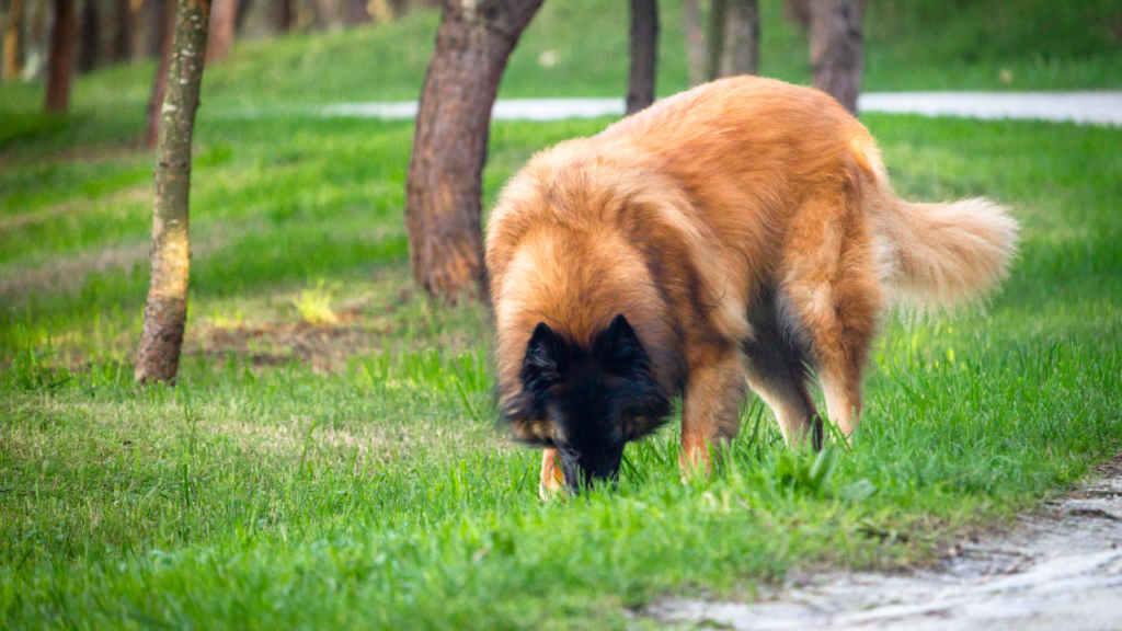 Dogs Eat Grass | Grass | Dog Eat | Dog Food | Eat Grass | Nature | Nature Food | Dog | Dog Allergies | Dog Diet | Dog Health 