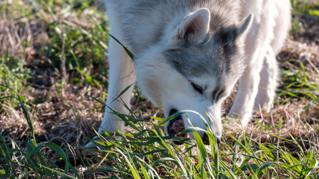 Dogs Eat Grass | Eat Grass | Grass | Dog Food | Dog | Dog Health | Dog Safety | Dog Eat | Dog Wellness | Dog Allergies | Allergies | Nutrition | Dog Care