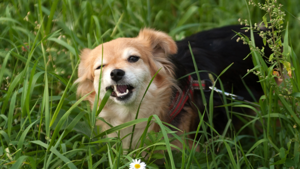 Dogs Eat Grass | Dog Eating | Dog Food | Dog Allergies | Allergies | Pet Allergies | Nutrition | Dog | Dog Safe Food | Dog Outdoor