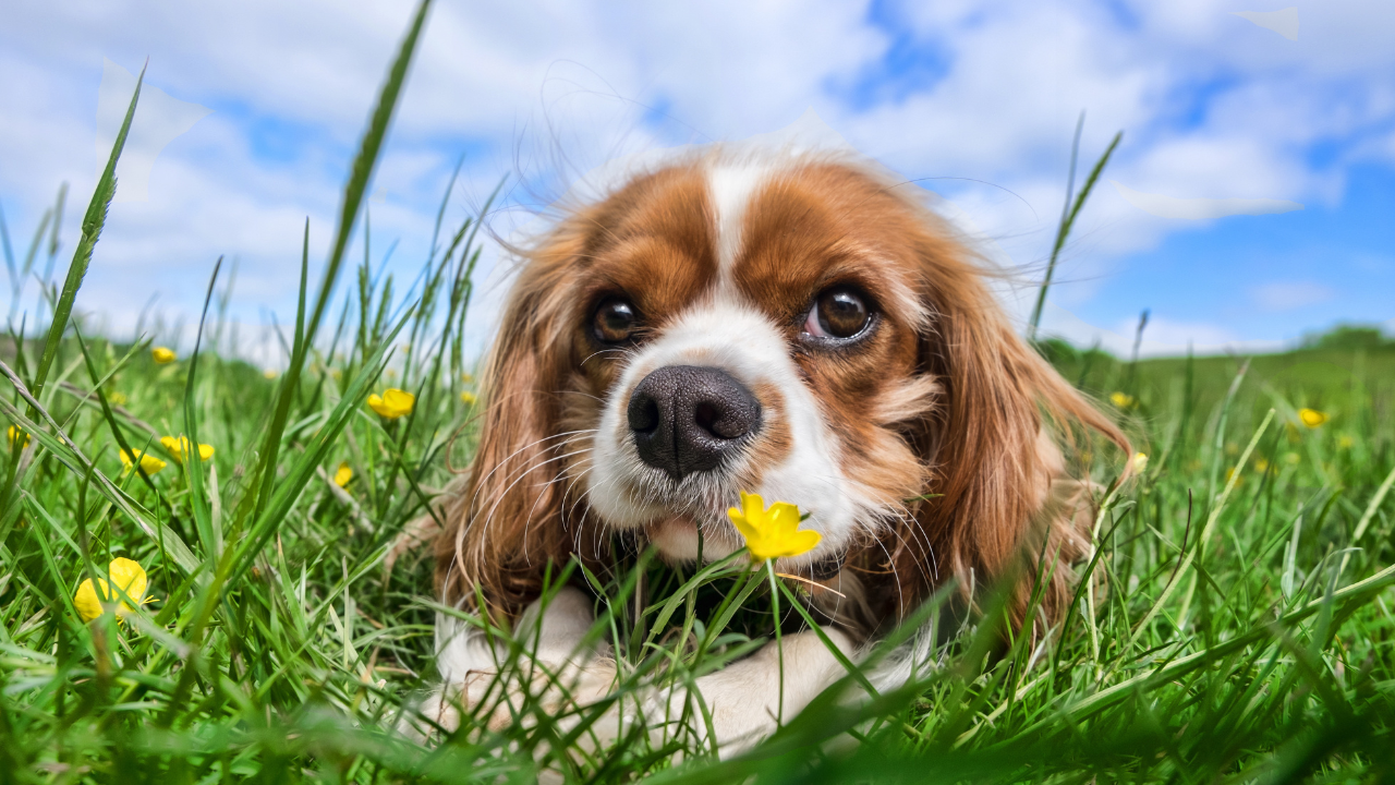 An inquisitive dog sniffing and nibbling on a patch of grass in a backyard, representing the question 'Why Do Dogs Eat Grass?