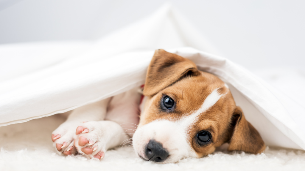 Puppy Parenting | Puppy | Puppy Care | Puppy Food | Puppy Safety | Parenting | Puppy Feeding | Pet Responsibility | Puppy Responsibility