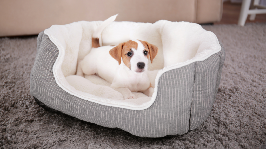 Puppy Parenting | Puppy | Puppy Feeding | Puppy Food | Dog | Puppy Bed | Puppy Safety | Puppy Care | Pet Responsibility | Puppy Responsibility 