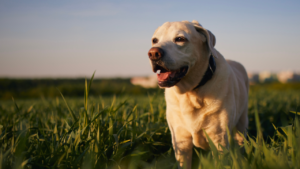 Senior Dog | Senior Pet | Dog | Dog Walking | Dog walk | Nature | Dog Health | Dog Wellness | Dog Outdoor