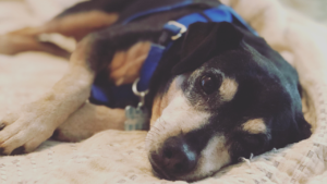 Senior Dog | Senior Pet | Dog | Dog Sleeping | Dog Sleep | Dog Health | Dog Wellness