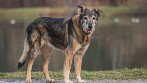 Senior Dog | senior Pets | Dog | Nature | Dog wellness | Dog Health | Dog Stand | Dog Outdoor