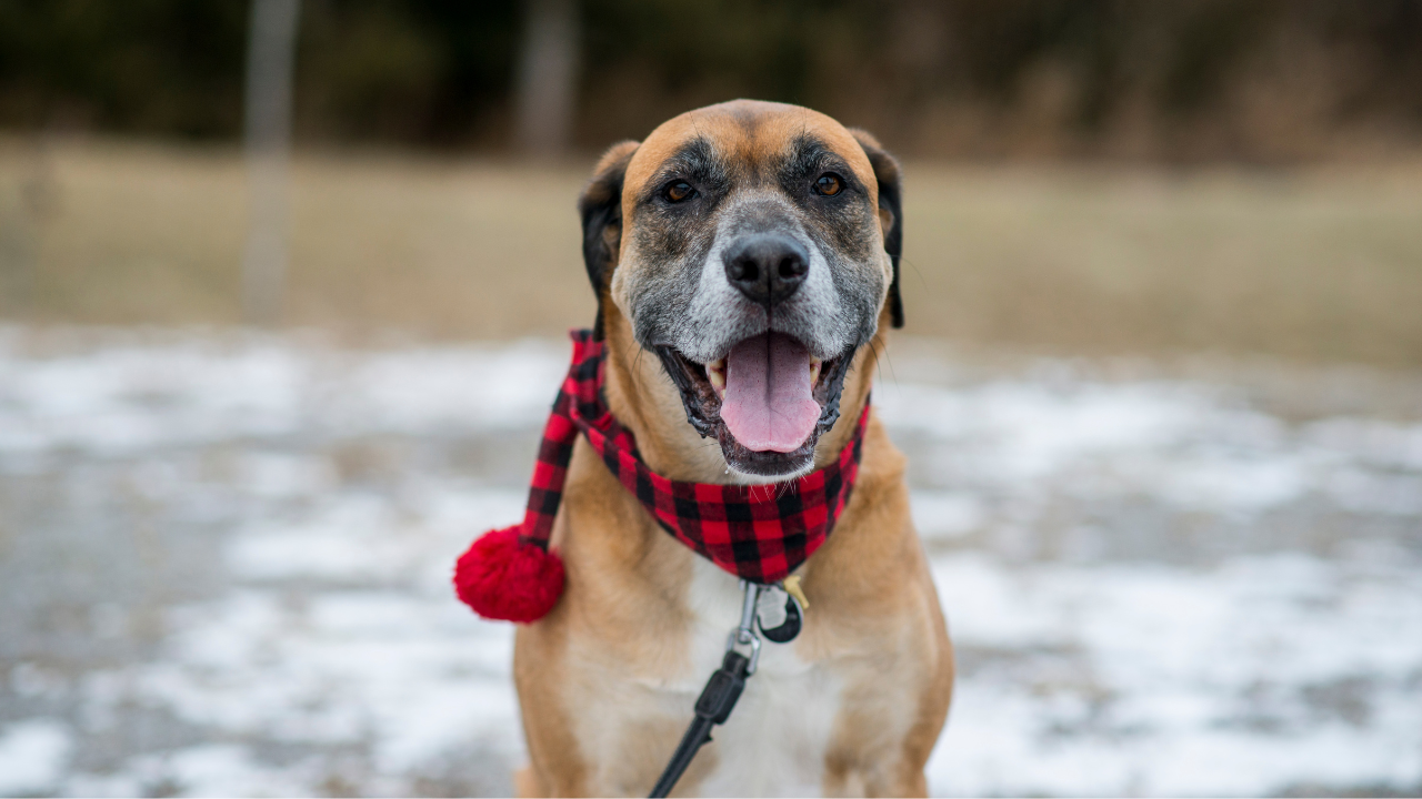 A heartwarming image of a book cover titled 'What Senior Dogs Wish They Could Tell You' set against a backdrop of a serene landscape, with a content senior dog gazing out into the distance, embodying the wisdom and love of older canine companions