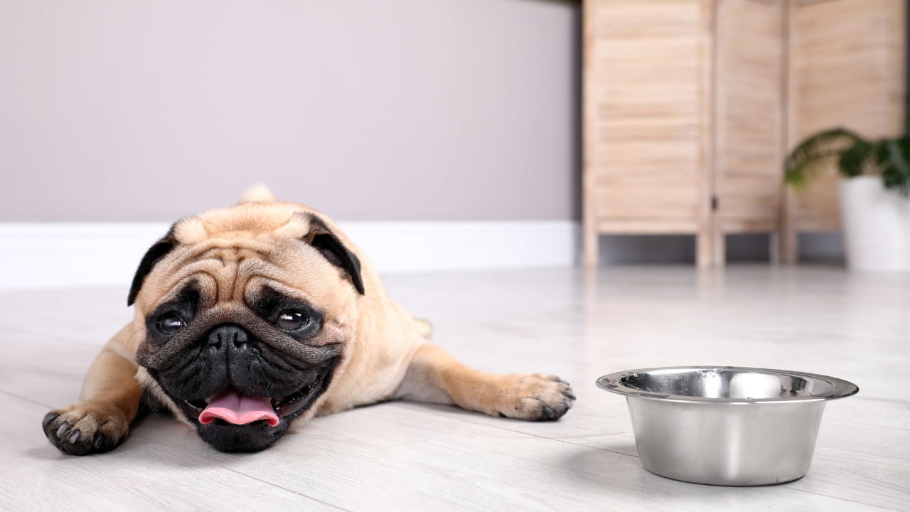 An image showing a dog resting in the shade with a bowl of fresh water nearby, representing the importance of preventing dehydration and heatstroke in pets.