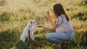 Image of a young puppy sitting attentively beside its owner, engaged in training exercises. The owner rewards the puppy with a treat, encouraging positive behavior and obedience training.