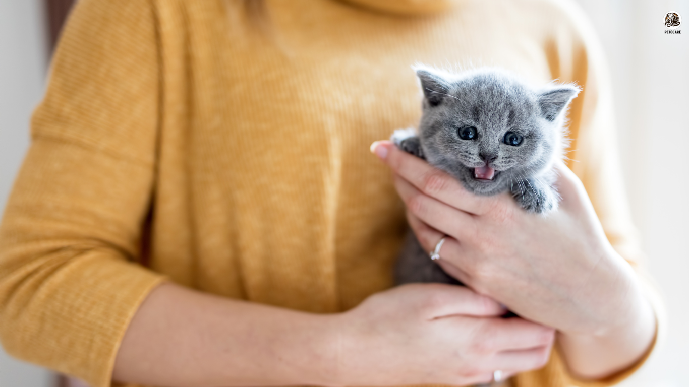 A collage of adorable cat images showcasing their playful antics, affectionate moments, and tranquil companionship, encapsulating the myriad reasons why cats make amazing companions.