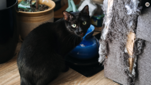 A frustrated cat owner calmly redirects their cat's attention from the couch, illustrating strategies to address common feline behaviors. Text overlay reads: 'Clawing Up the Couch? Fix These 5 Annoying Cat Behaviors and Keep Your Sanity!