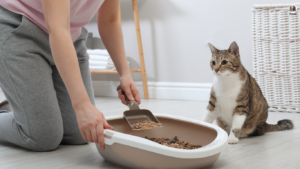 A frustrated cat owner calmly redirects their cat's attention from the couch, illustrating strategies to address common feline behaviors. Text overlay reads: 'Clawing Up the Couch? Fix These 5 Annoying Cat Behaviors and Keep Your Sanity!