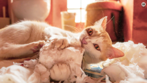 A frustrated cat owner calmly redirects their cat's attention from the couch, illustrating strategies to address common feline behaviors. Text overlay reads: 'Clawing Up the Couch? Fix These 5 Annoying Cat Behaviors and Keep Your Sanity!